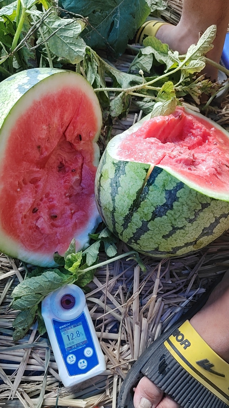 甜王西瓜大量供应走车价毛毛钱一斤质量有保证