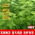决明子种子厂家一手货源批发品质保证价格便宜欢迎咨询