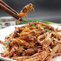 【油炸蚂蚱】蚂蚱罐头，蝗虫休闲小吃开盖即食