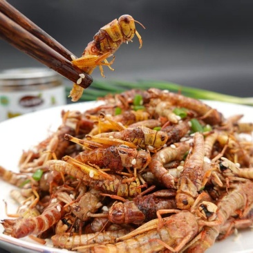【油炸蚂蚱】蚂蚱罐头，蝗虫休闲小吃开盖即食