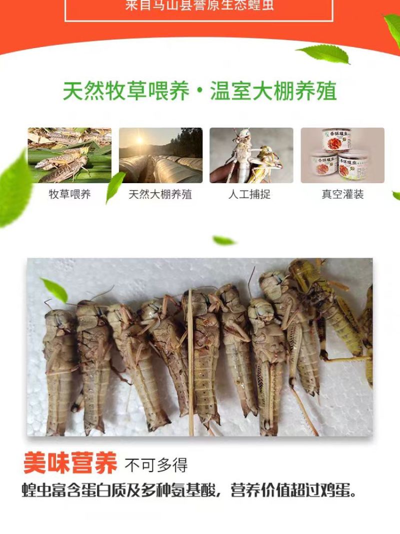 【油炸蚂蚱】蚂蚱罐头，蝗虫休闲小吃开盖即食