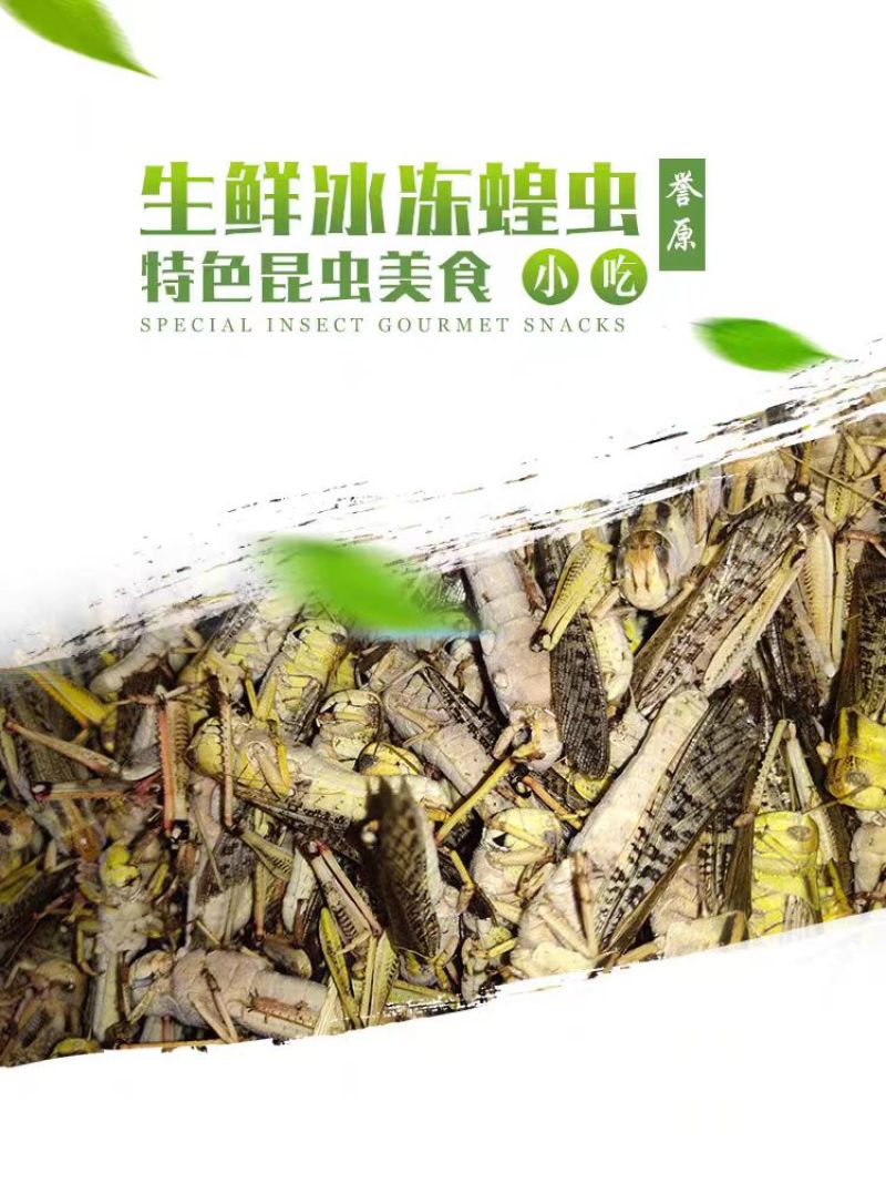 【油炸蚂蚱】蚂蚱罐头，蝗虫休闲小吃开盖即食