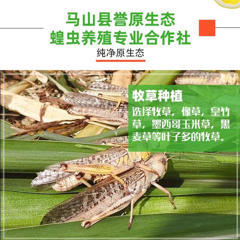 【油炸蚂蚱】蚂蚱罐头，蝗虫休闲小吃开盖即食