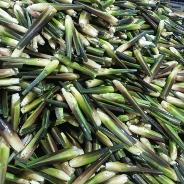 茭白双季茭白量大质优价格优惠支持视频看货欢迎咨询采购