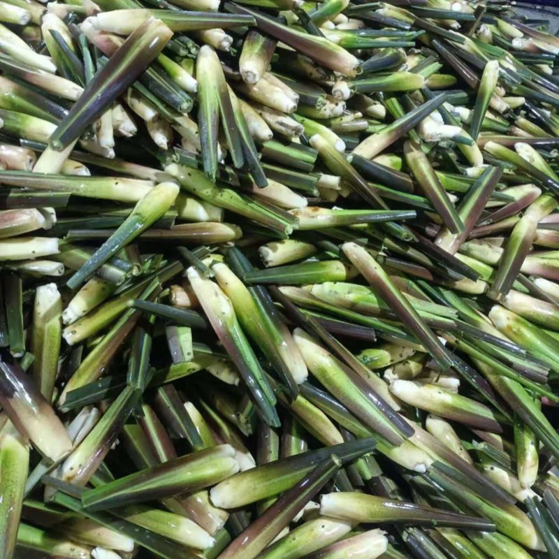 茭白双季茭白量大质优价格优惠支持视频看货欢迎咨询采购
