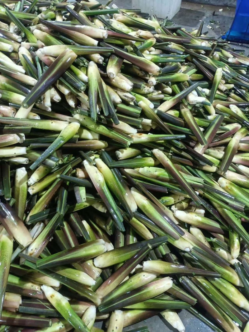 【热卖】双季茭白基地直销量大质优价格优惠欢迎咨询采购