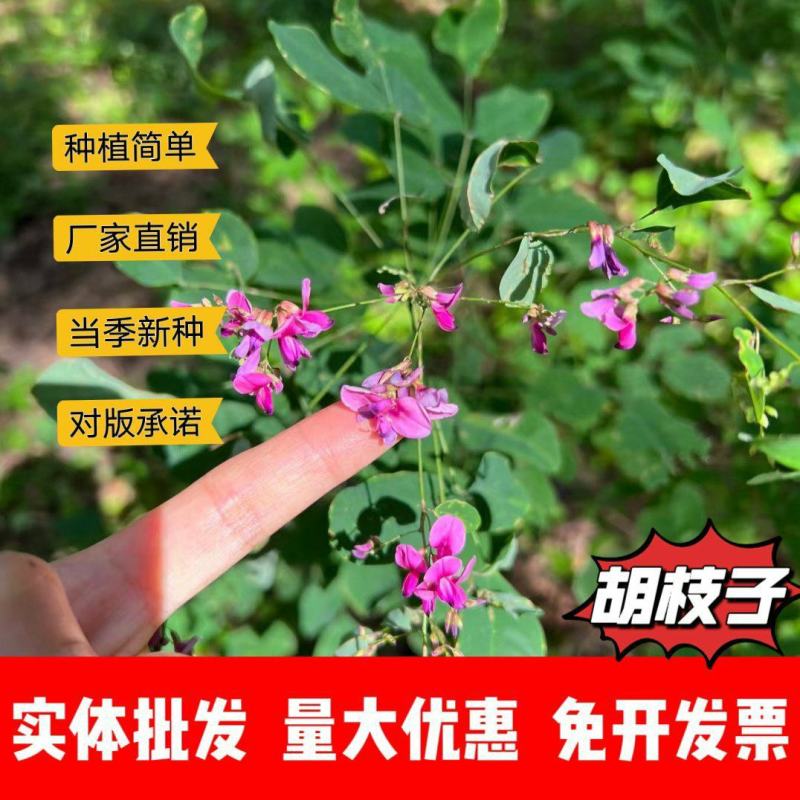 胡枝子种子厂家一手货源批发品质保证价格便宜欢迎咨询