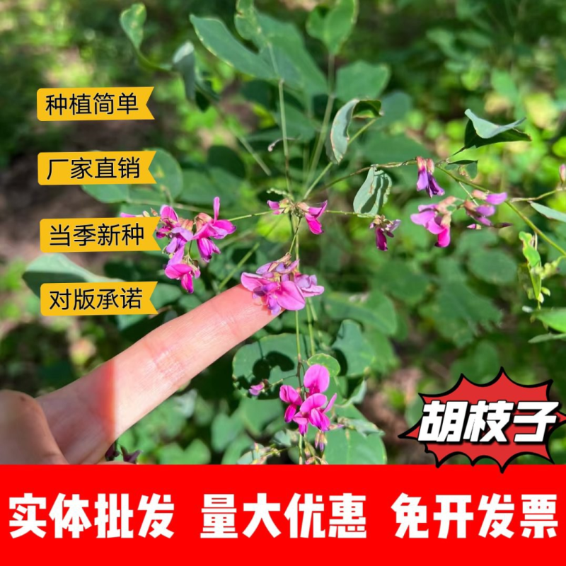 胡枝子种子厂家一手货源批发品质保证价格便宜欢迎咨询