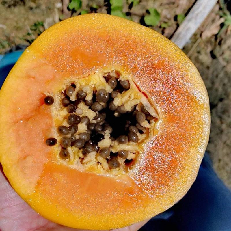 【优质木瓜】青皮木瓜，果肉细腻，甜度高，适合批发