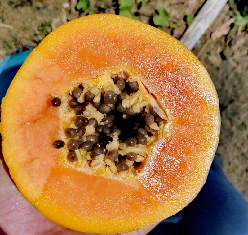 【优质木瓜】青皮木瓜，果肉细腻，甜度高，适合批发
