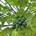 【优质木瓜】青皮木瓜，果肉细腻，甜度高，适合批发