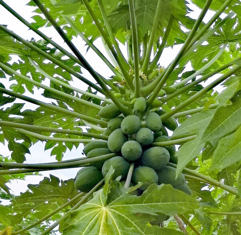 【优质木瓜】青皮木瓜，果肉细腻，甜度高，适合批发