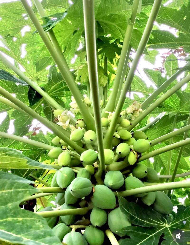 【优质木瓜】青皮木瓜，果肉细腻，甜度高，适合批发