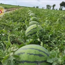 东北地雷瓜大量上市，产地直发，一手货源，欢迎咨询采购