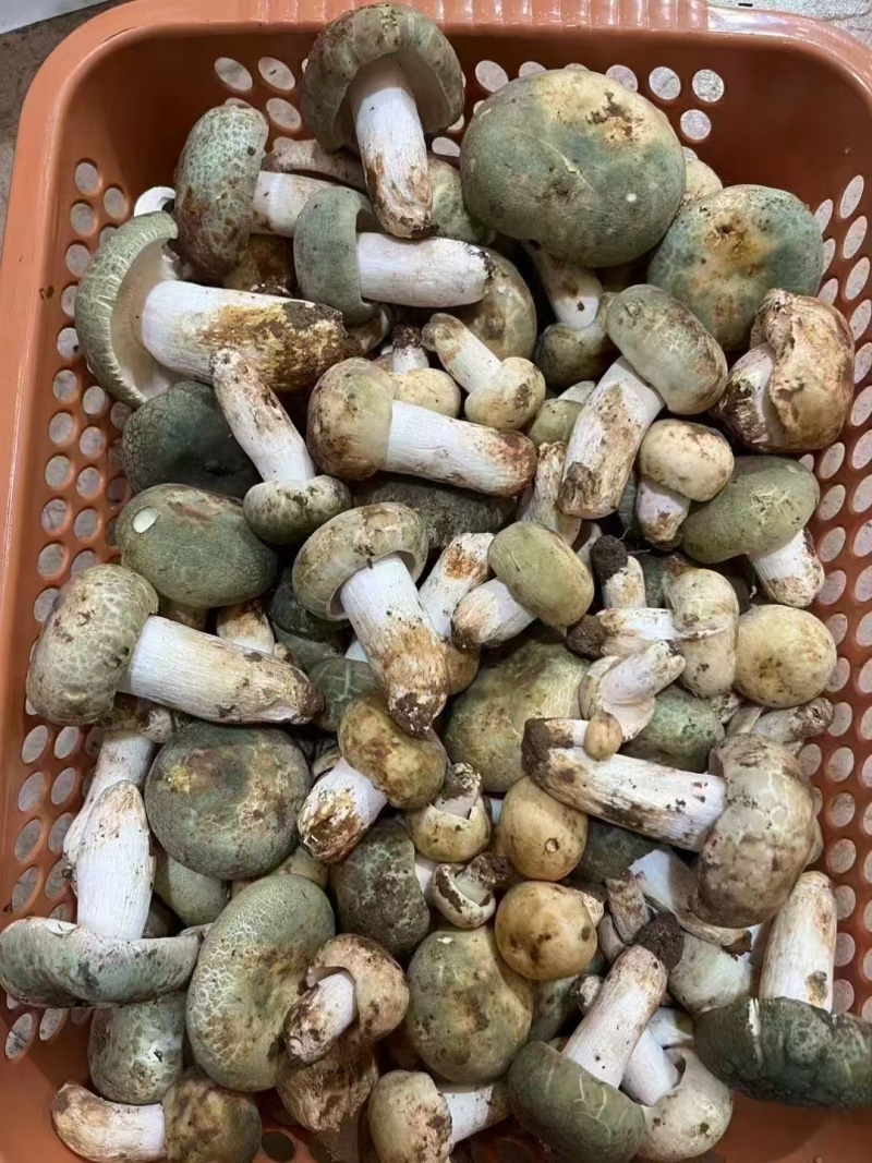野生菌