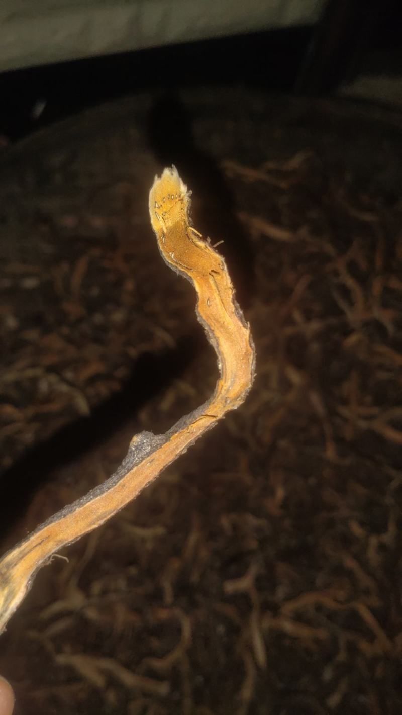 云南野生大叶小叶骨碎补干货鲜货有都可发黄毛骨碎补黄蕨蕨中药材