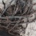 云南野生大叶小叶骨碎补干货鲜货有都可发黄毛骨碎补黄蕨蕨中药材