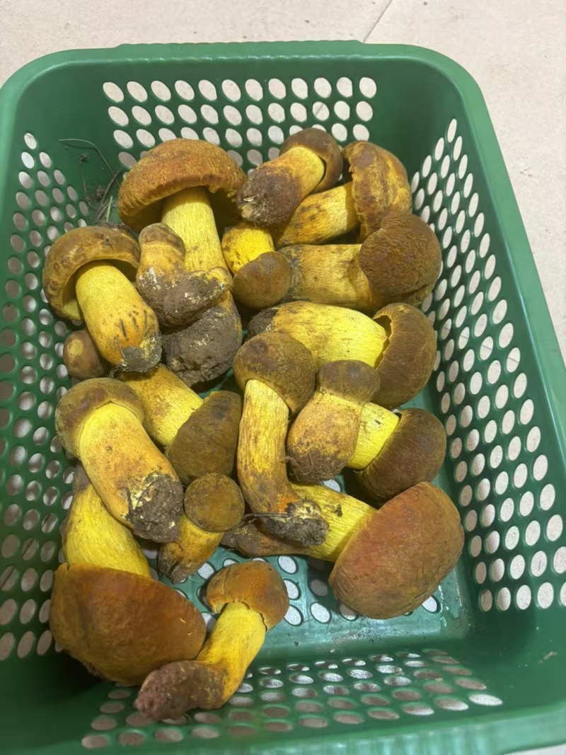 野生菌
