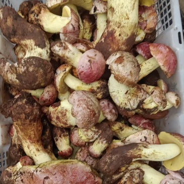 野生菌