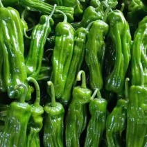 高山苏椒一手货源支持视频看货保质保量欢迎订购