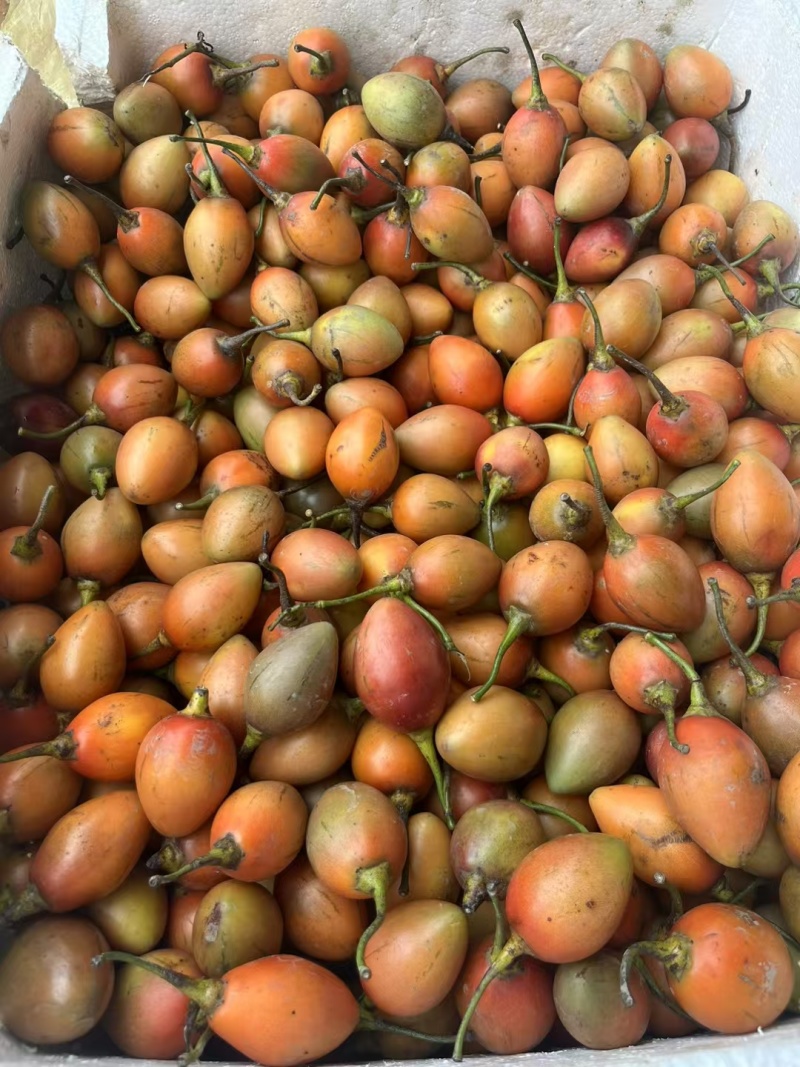 树番茄