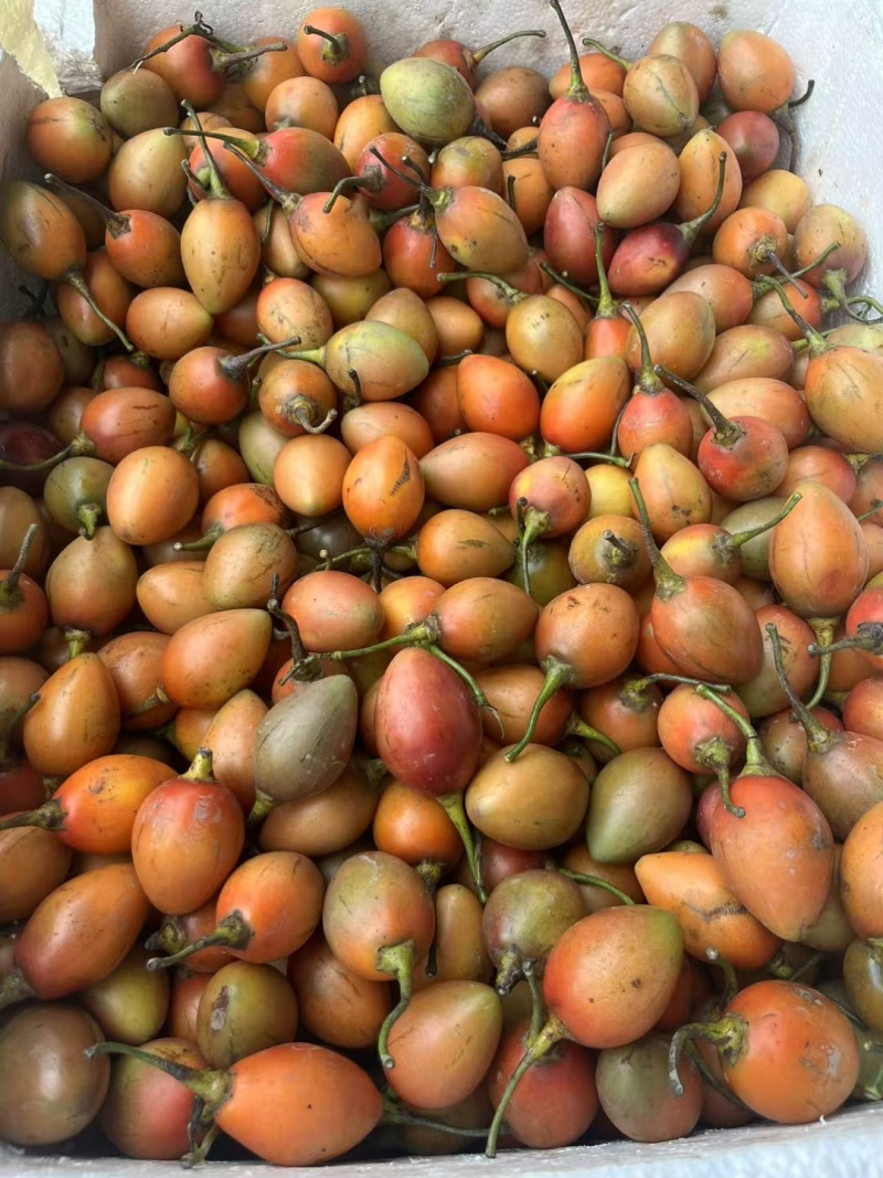 树番茄