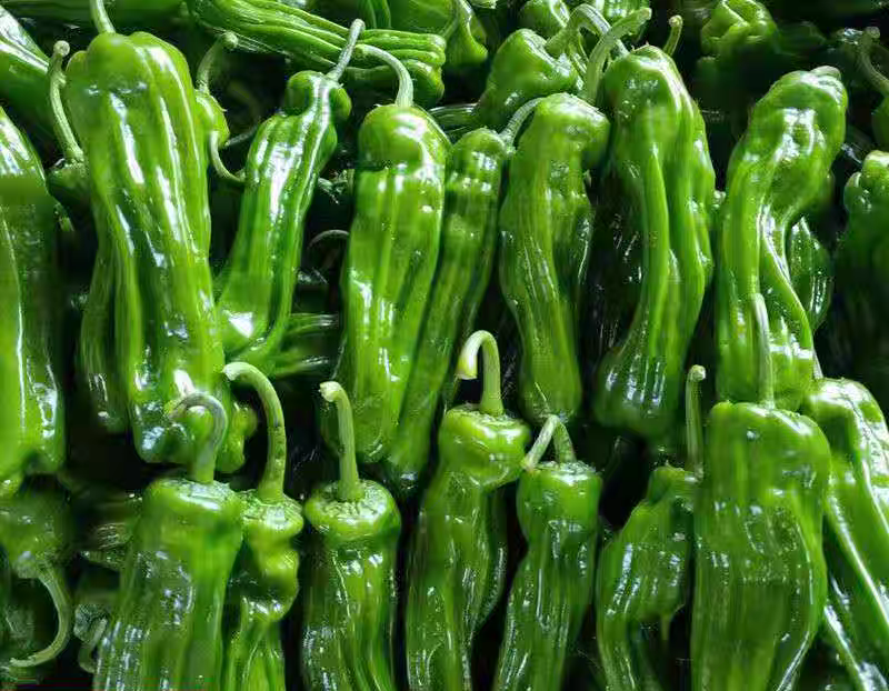 高山苏椒一手货源支持视频看货保质保量欢迎订购