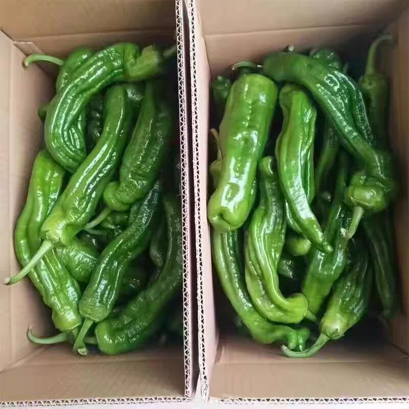 高山苏椒一手货源支持视频看货保质保量欢迎订购