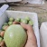 黄金百香果