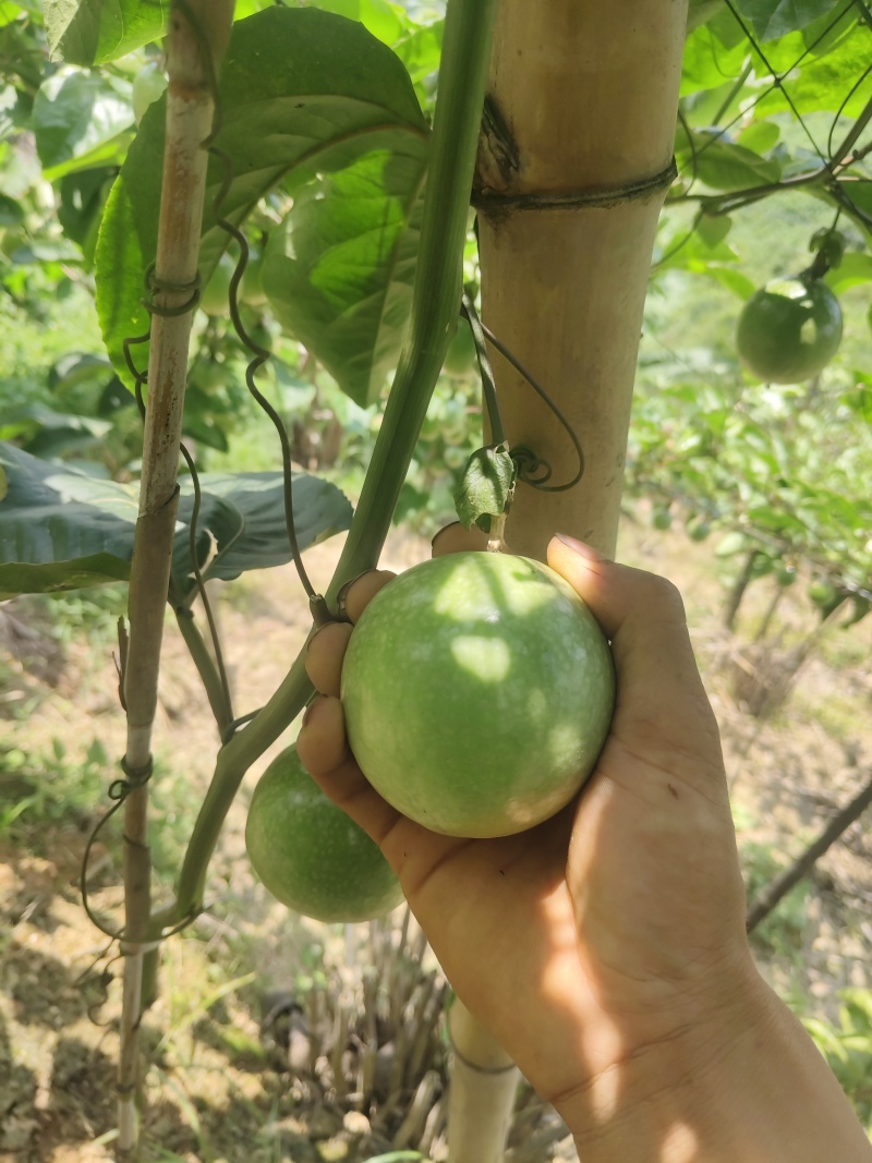 黄金百香果
