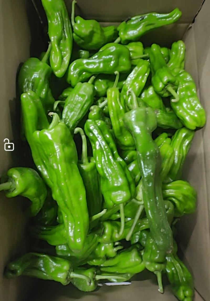 高山苏椒一手货源支持视频看货保质保量欢迎订购