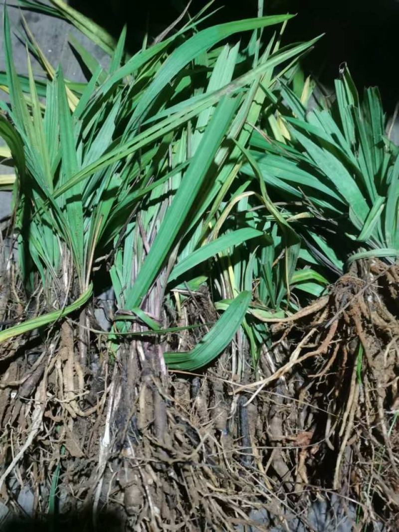 云南野生仙茅生鲜30斤起发连根带叶生鲜货仙茅小货数量有限保鲜