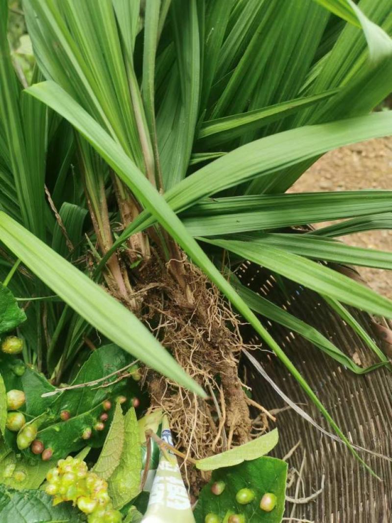 云南野生仙茅生鲜30斤起发连根带叶生鲜货仙茅小货数量有限保鲜