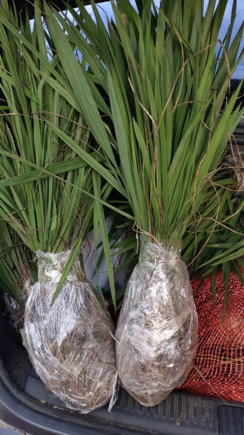 云南野生仙茅生鲜30斤起发连根带叶生鲜货仙茅小货数量有限保鲜