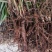 云南野生仙茅生鲜30斤起发连根带叶生鲜货仙茅小货数量有限保鲜