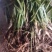 云南野生仙茅生鲜30斤起发连根带叶生鲜货仙茅小货数量有限保鲜