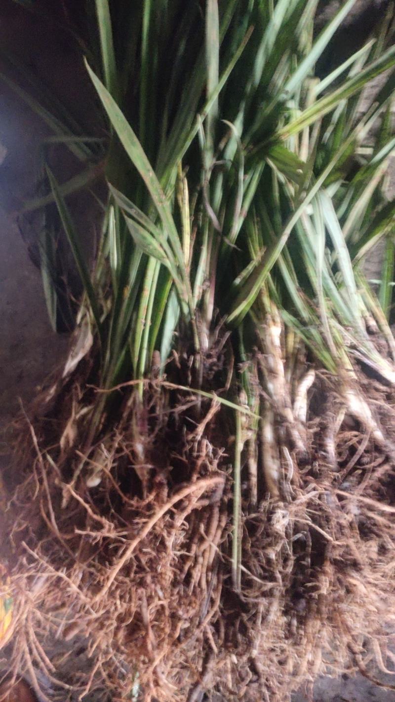 云南野生仙茅生鲜30斤起发连根带叶生鲜货仙茅小货数量有限保鲜