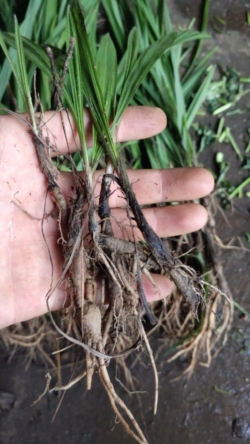 云南野生仙茅生鲜30斤起发连根带叶生鲜货仙茅小货数量有限保鲜