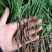 云南野生仙茅生鲜30斤起发连根带叶生鲜货仙茅小货数量有限保鲜