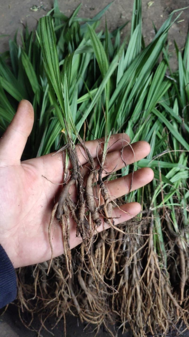 云南野生仙茅生鲜30斤起发连根带叶生鲜货仙茅小货数量有限保鲜