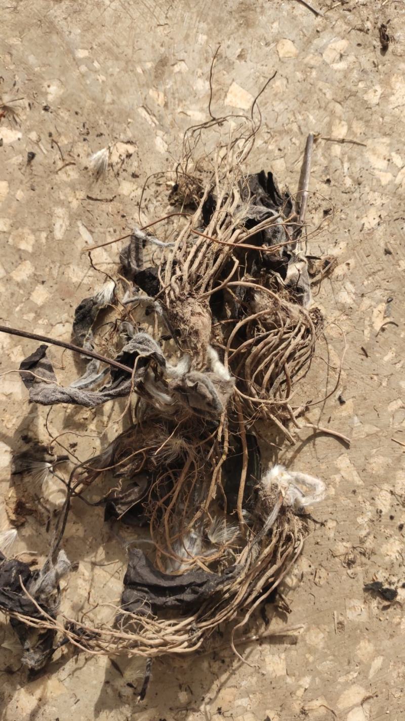 云南野生仙茅生鲜30斤起发连根带叶生鲜货仙茅小货数量有限保鲜