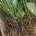 云南野生仙茅生鲜30斤起发连根带叶生鲜货仙茅小货数量有限保鲜