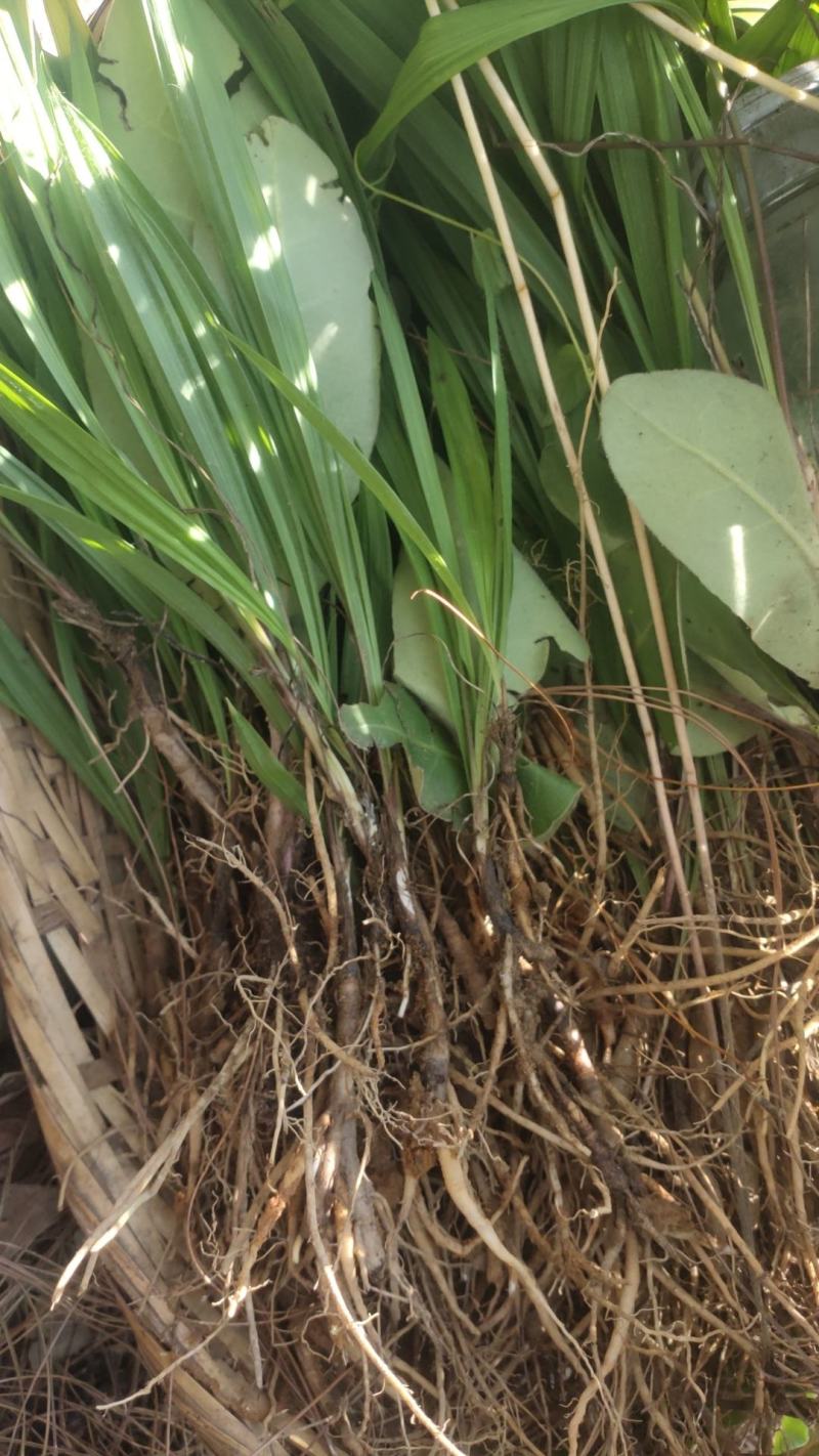 云南野生仙茅生鲜30斤起发连根带叶生鲜货仙茅小货数量有限保鲜