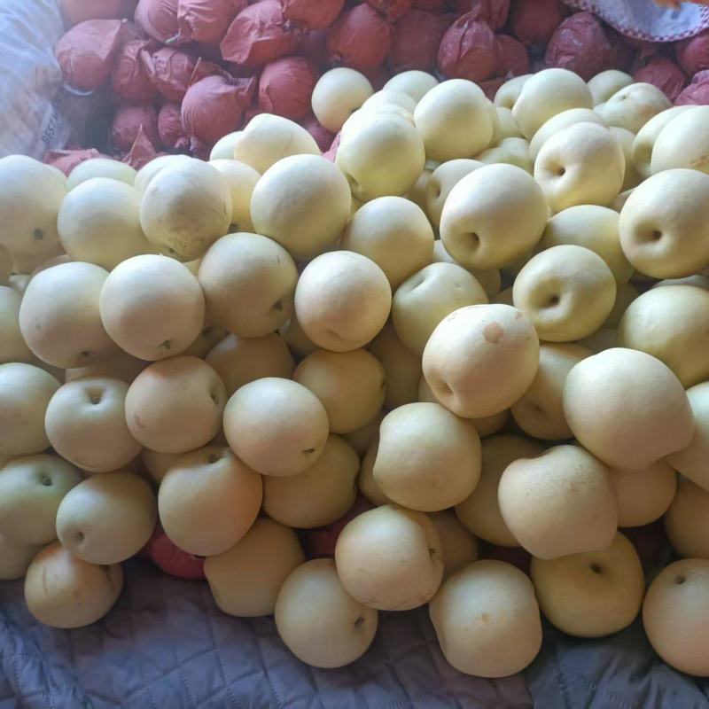 河北石家庄皇冠梨产地直发/精品皇冠梨/品种齐全量大优惠
