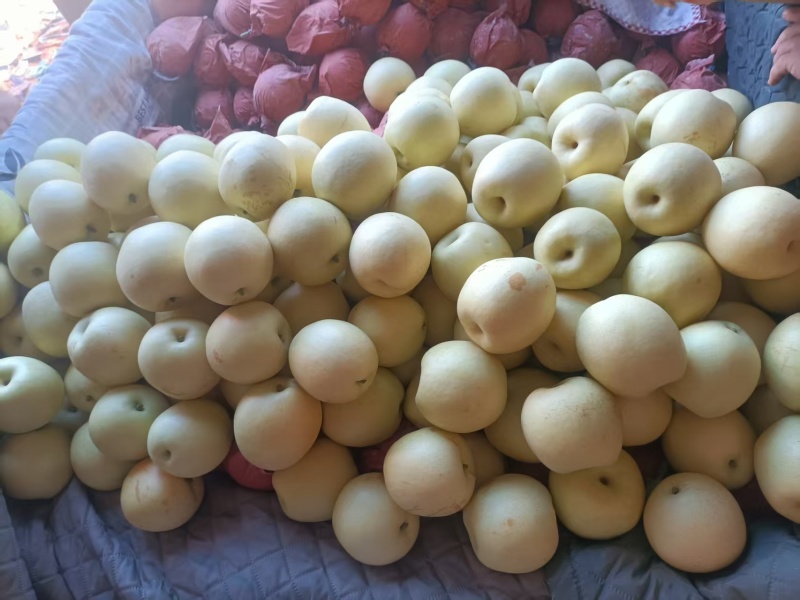 河北石家庄皇冠梨产地直发/精品皇冠梨/品种齐全量大优惠