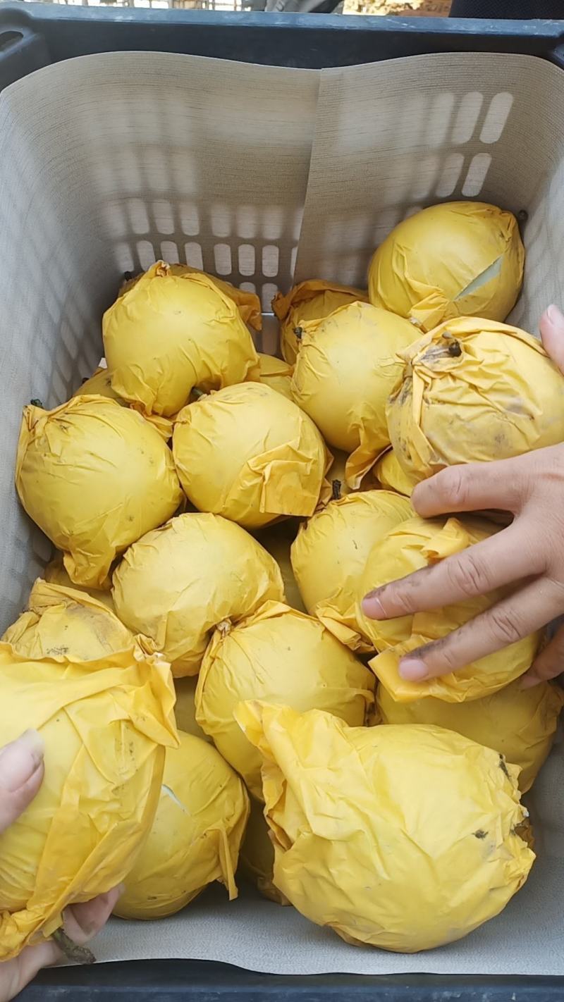 河北石家庄酥脆一号梨货源充足/各种品类精品梨量大优惠