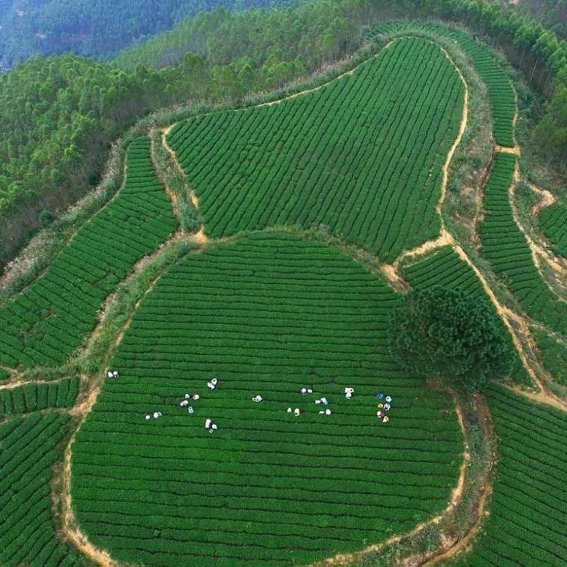 浓香型铁观音茶叶