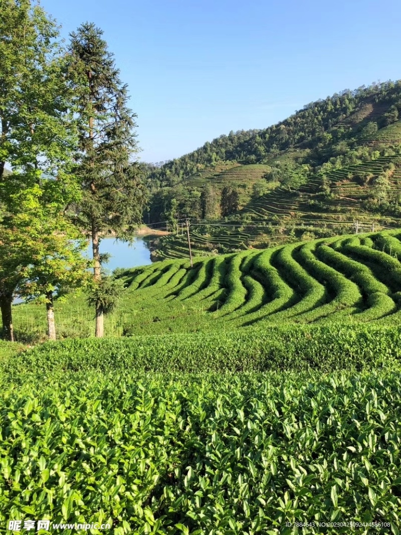 浓香型铁观音茶叶