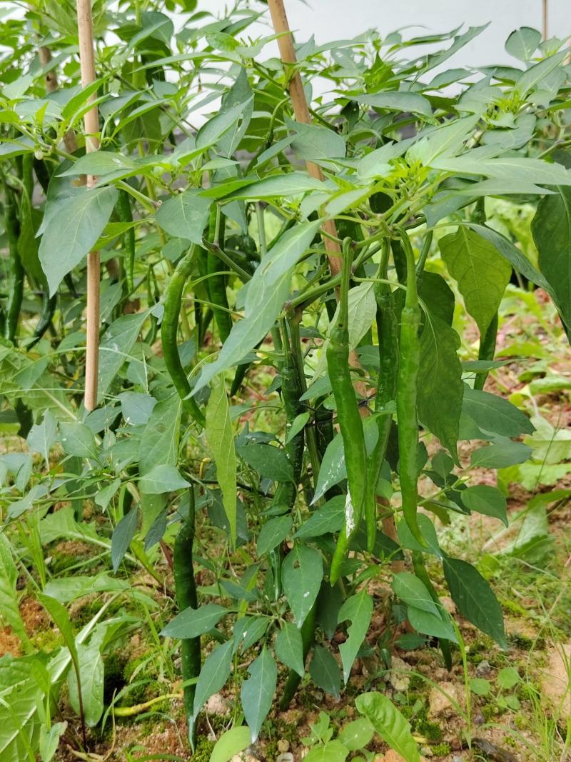 【优质货源】线椒大量上市，产地直供，大量上市批发市场