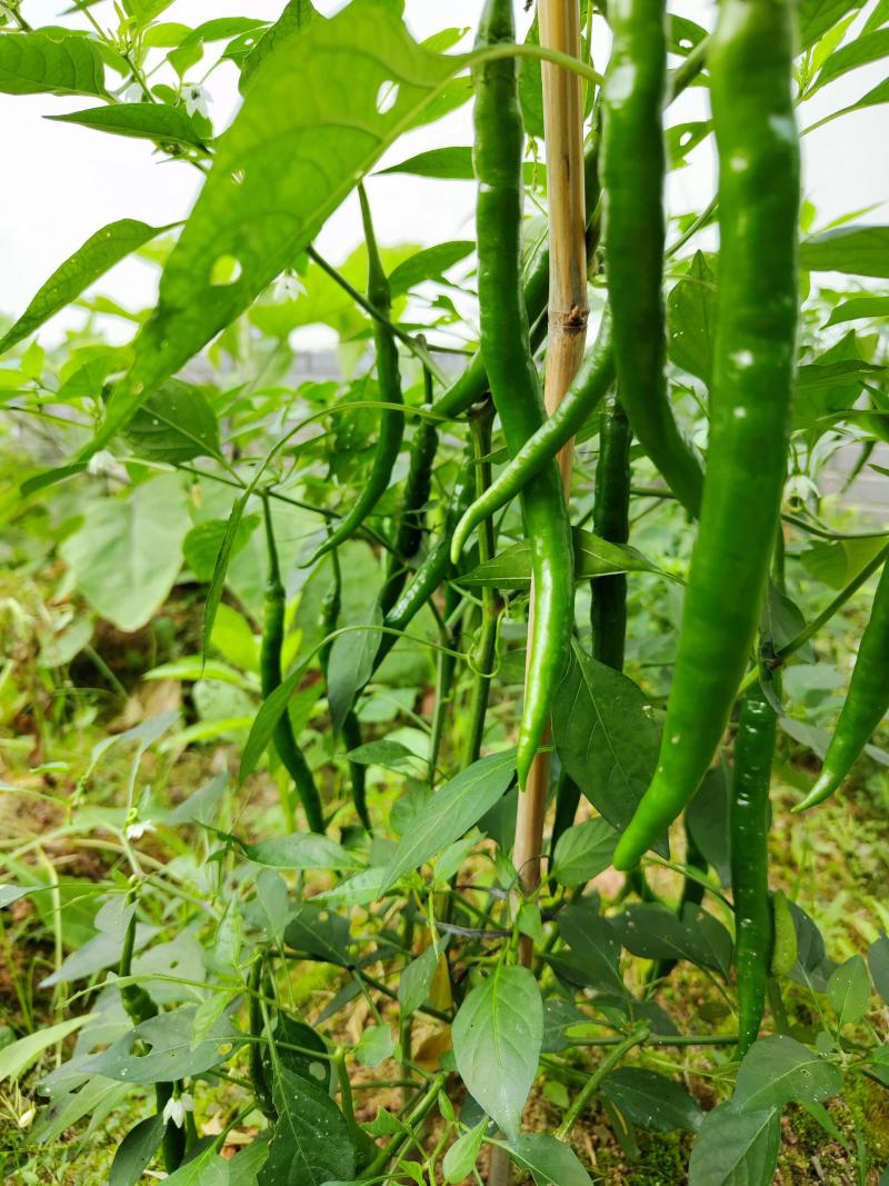 【优质货源】线椒大量上市，产地直供，大量上市批发市场